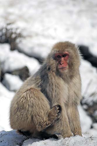 japanese monkey-AsiaPhotoStock
