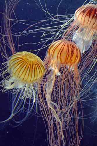 jelly fish resorts world-AsiaPhotoStock