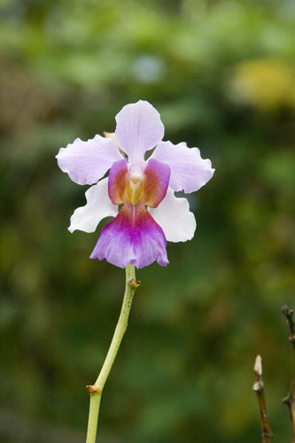joaquim orchid-AsiaPhotoStock