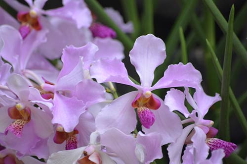joaquim orchids-AsiaPhotoStock