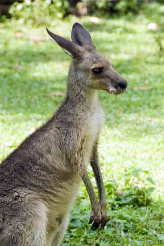 australian kangaroo-AsiaPhotoStock