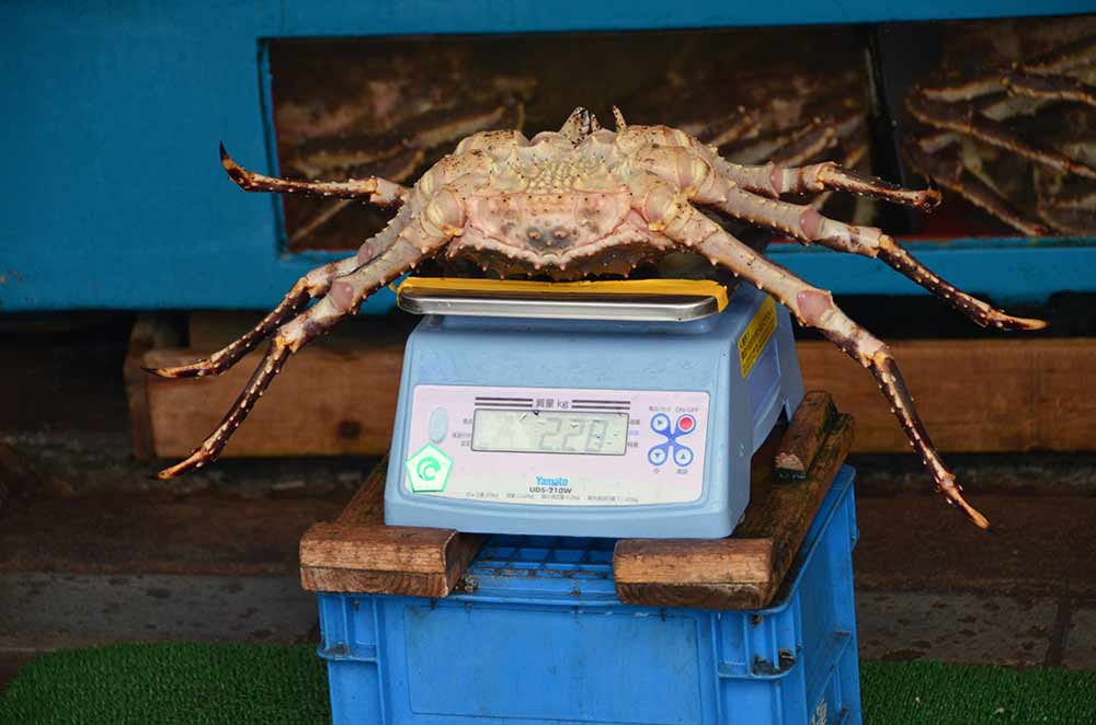 king crab hakodate-AsiaPhotoStock