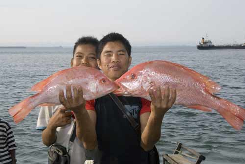 red snappers kissing-AsiaPhotoStock
