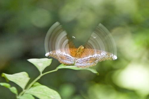 knight butterfly-AsiaPhotoStock