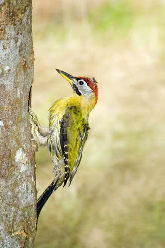 laced woodpecker nest-AsiaPhotoStock