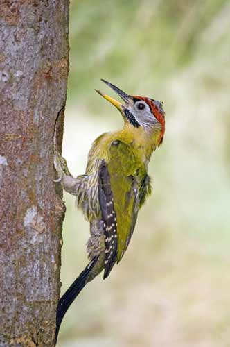 laced woodpecker at hole-AsiaPhotoStock
