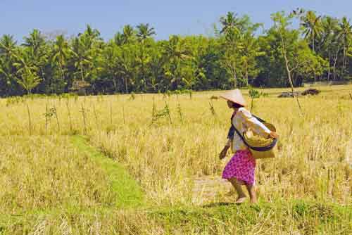 lady farmer strolls-AsiaPhotoStock
