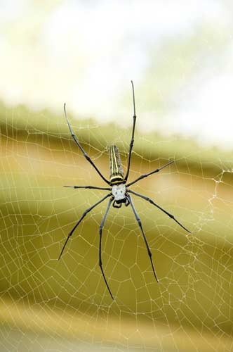 large spider java-AsiaPhotoStock