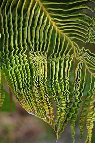 leaf folds-AsiaPhotoStock