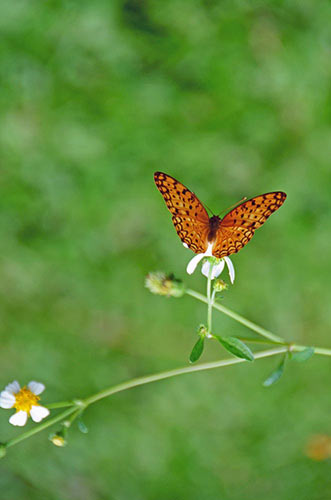 leopard butterflies-AsiaPhotoStock