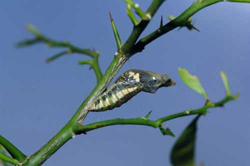 lime butterfly pupa-AsiaPhotoStock