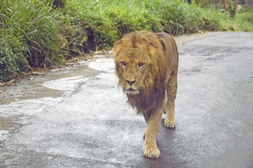 lion at taman safari-AsiaPhotoStock