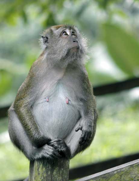 long tailed macaque-AsiaPhotoStock