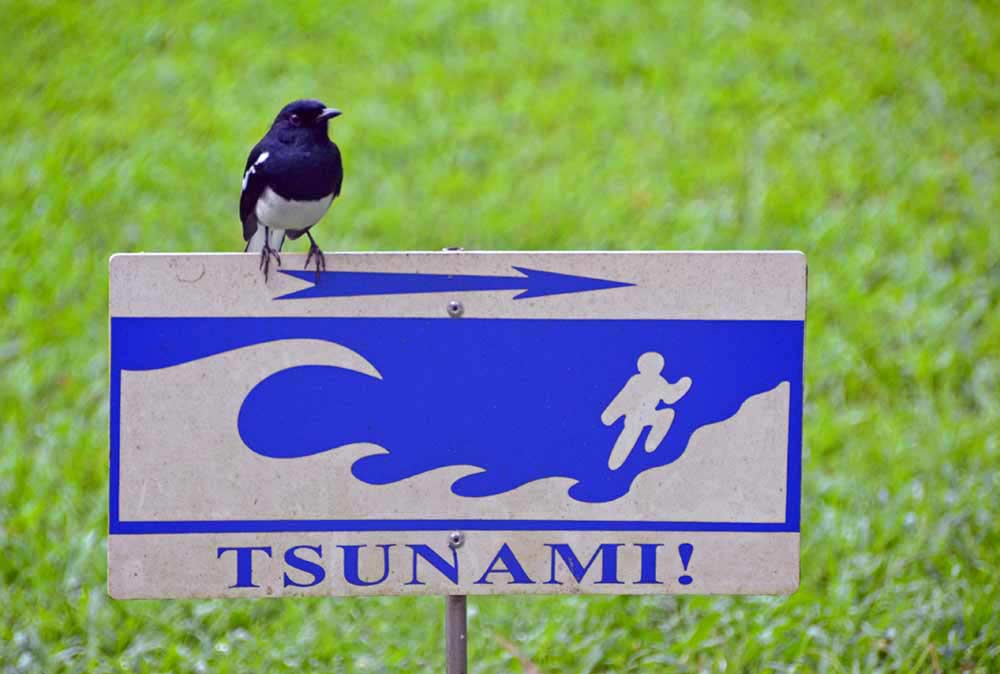 magpie robin tsunami-AsiaPhotoStock