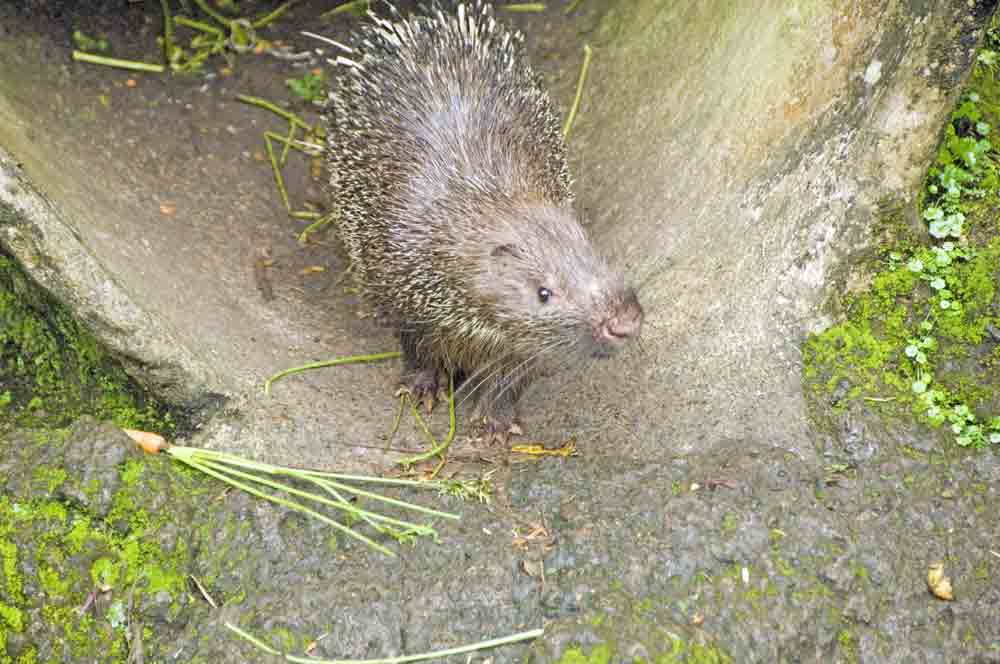 young malay porcupine-AsiaPhotoStock