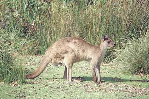 kangaroo-AsiaPhotoStock