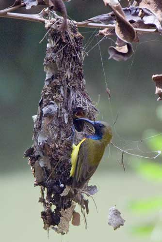 male olive backed sunbird-AsiaPhotoStock