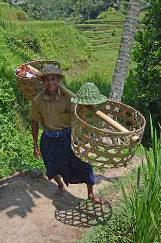 man on rice terraces-AsiaPhotoStock