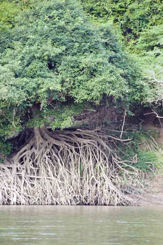 mangrove roots-AsiaPhotoStock
