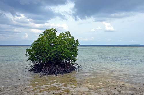 mangrove cluster-AsiaPhotoStock