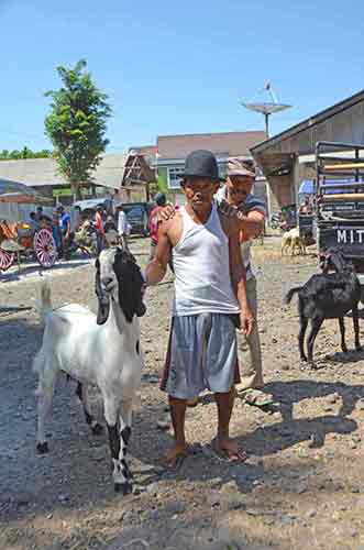 market goat-AsiaPhotoStock