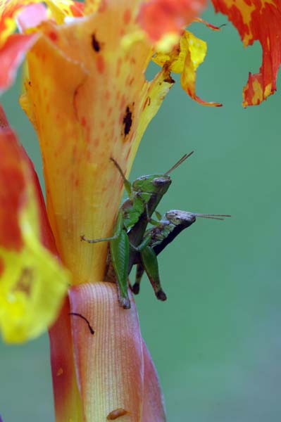 mating grasshoppers-AsiaPhotoStock