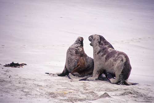 hookers sea lions mate-AsiaPhotoStock