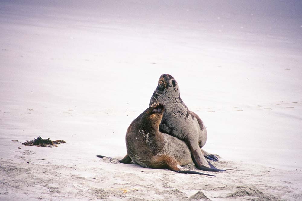 mating sea lions-AsiaPhotoStock