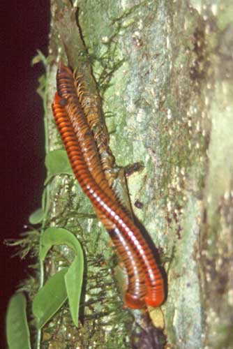 mating millipedes-AsiaPhotoStock