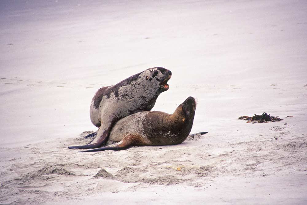 hookers sea lions nz-AsiaPhotoStock