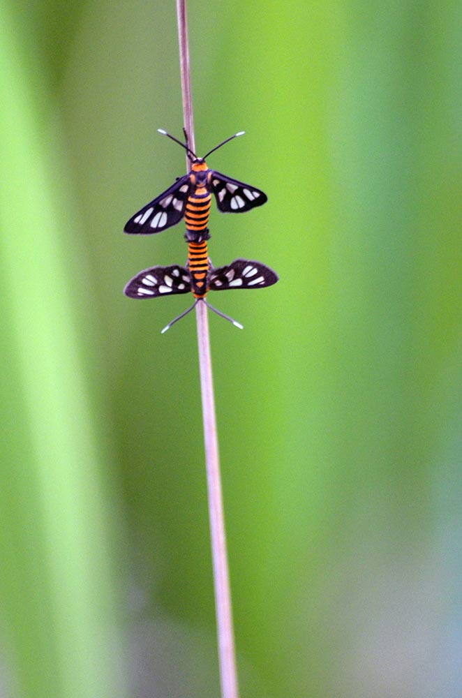 mating tiger moth-AsiaPhotoStock