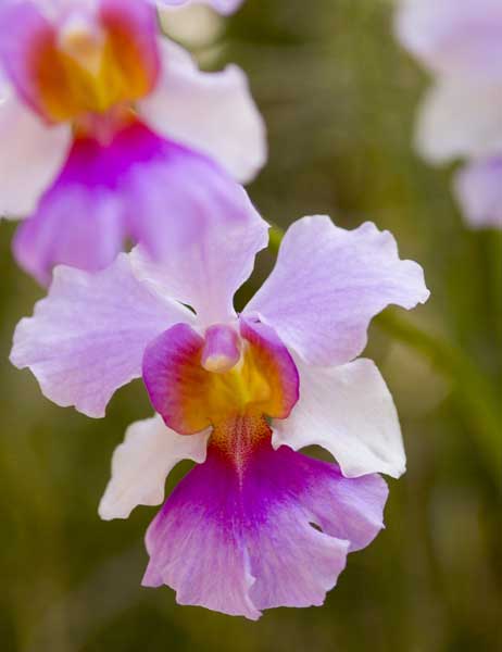 miss joaquim orchid-AsiaPhotoStock