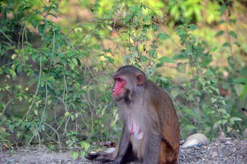 assam macaque-AsiaPhotoStock