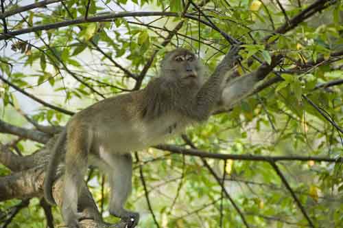macaque in tree-AsiaPhotoStock