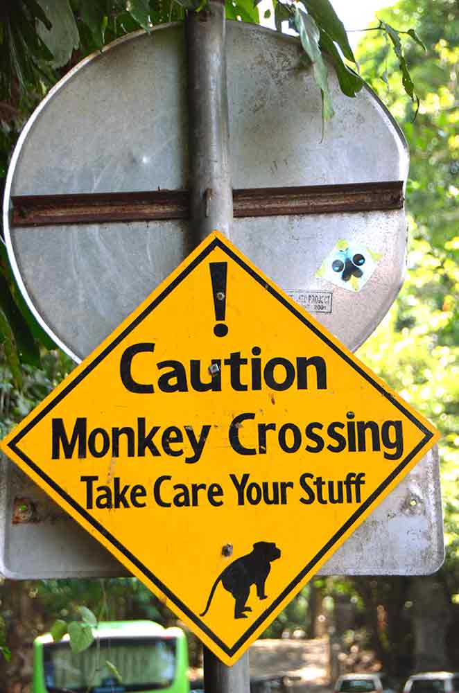 monkey crossing-AsiaPhotoStock