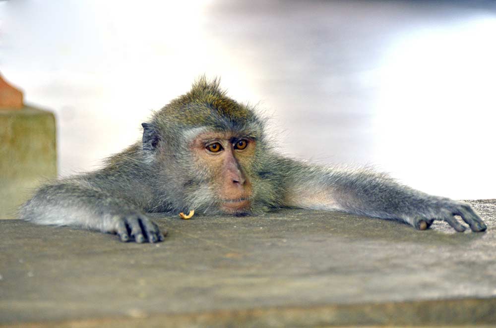 monkeys face-AsiaPhotoStock