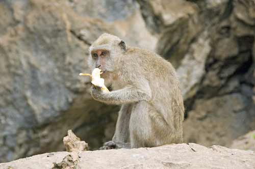 monkey at monkey temple-AsiaPhotoStock