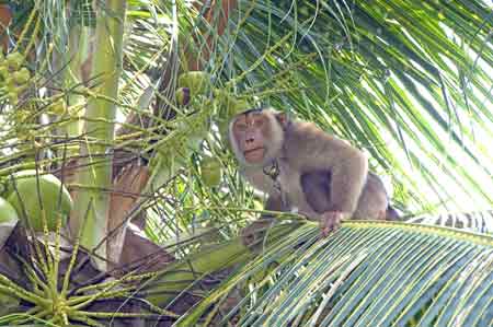 monkey up tree-AsiaPhotoStock