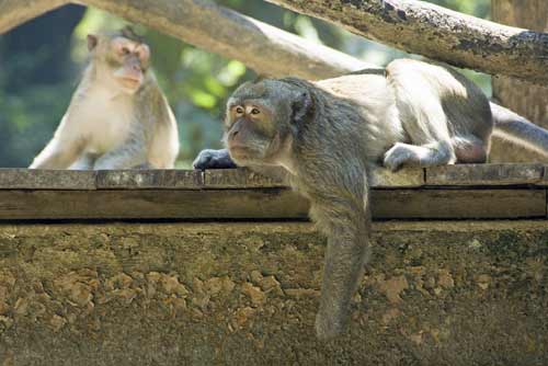 monkeys tawangmangu-AsiaPhotoStock