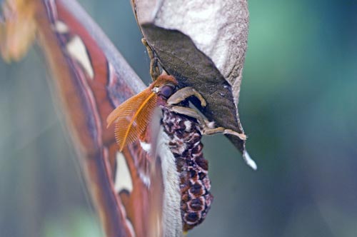 atlas moth pasir ris-AsiaPhotoStock