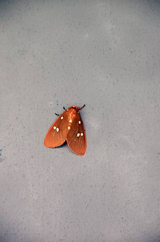 moth in india-AsiaPhotoStock