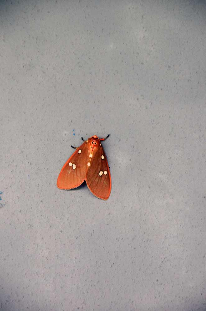 moth in india-AsiaPhotoStock