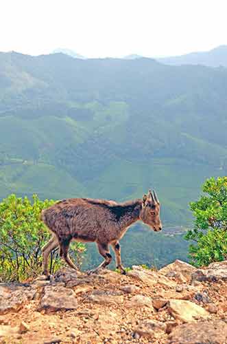 mountain goat-AsiaPhotoStock
