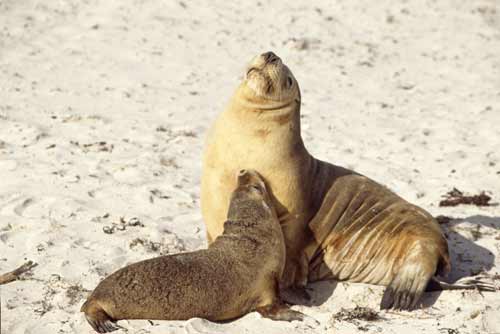 mum and pup fur seals-AsiaPhotoStock