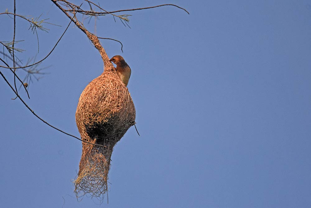 nest of baya weaver-AsiaPhotoStock