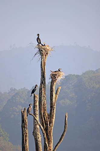 nesting cormorants-AsiaPhotoStock