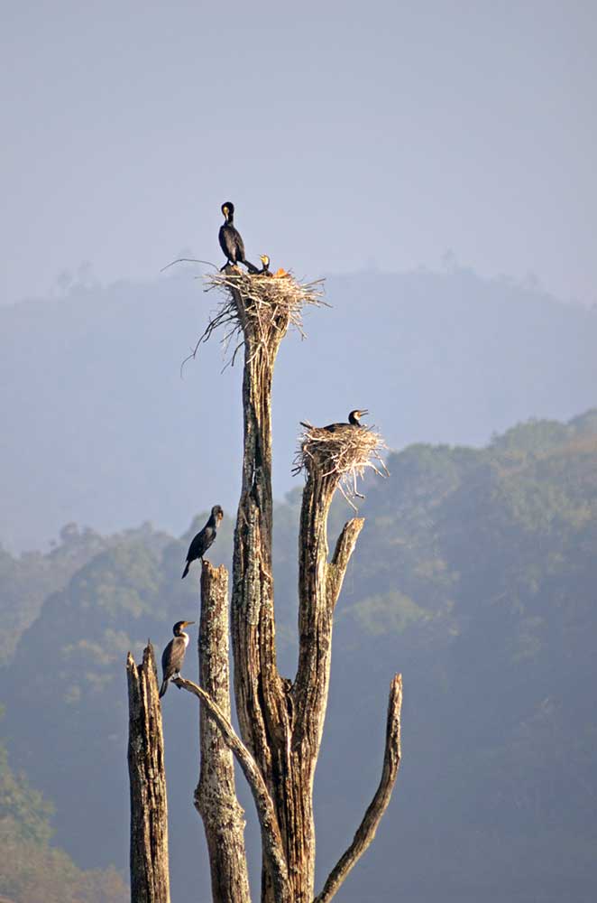nesting cormorants-AsiaPhotoStock