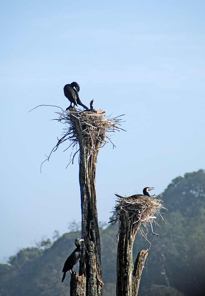 nests periyar-AsiaPhotoStock