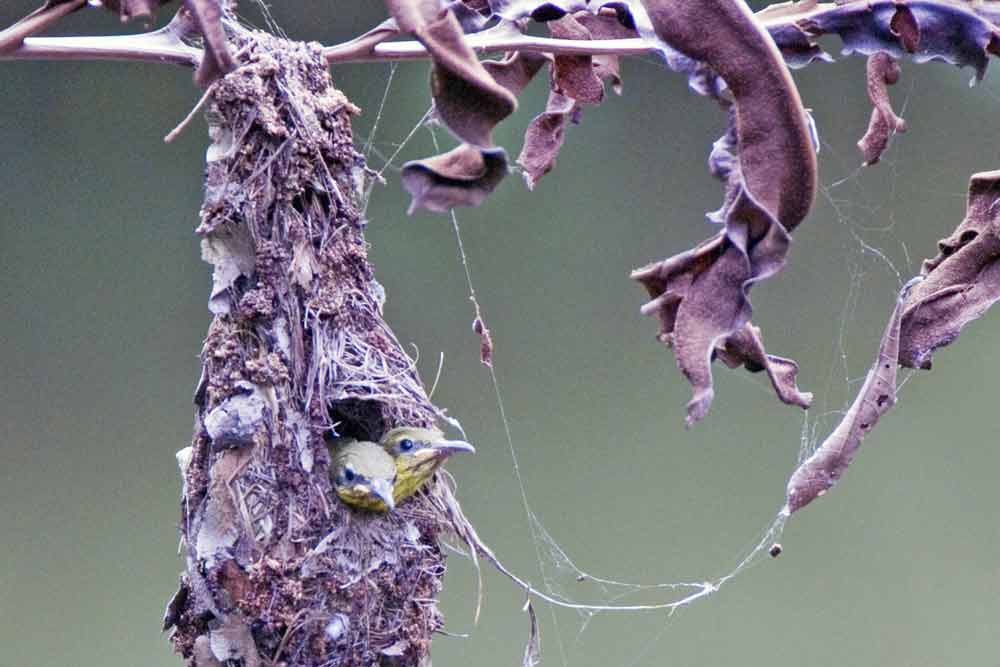 sunbird chicks in nest-AsiaPhotoStock