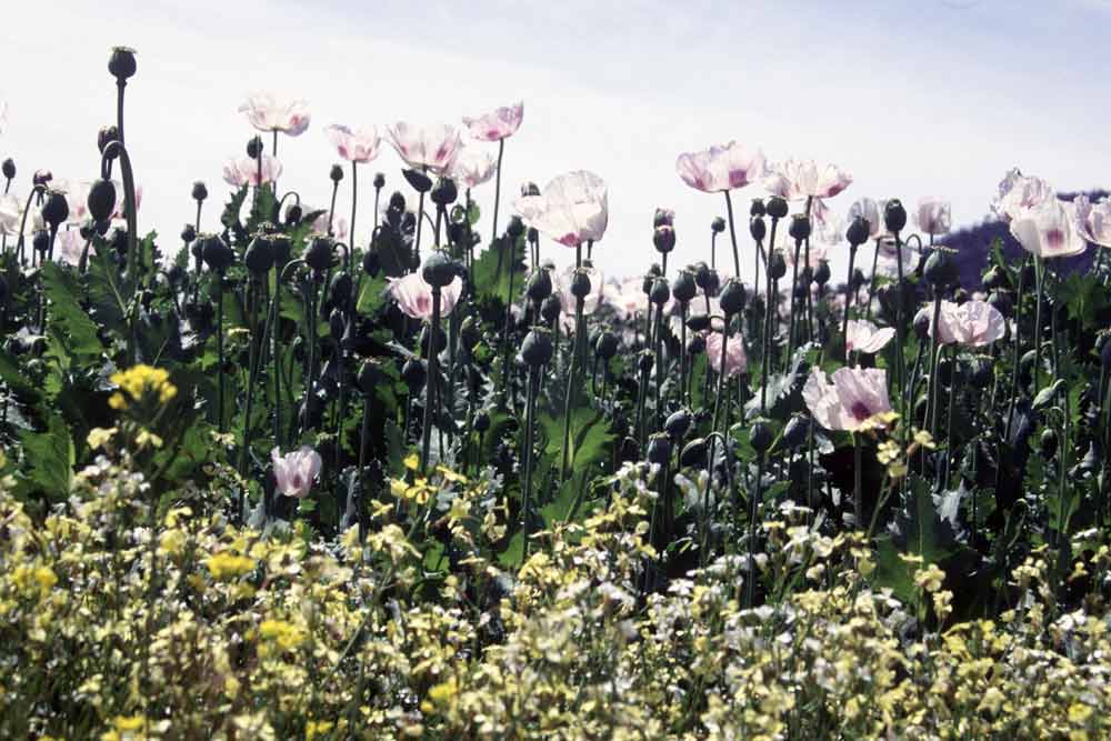 opium poppies-AsiaPhotoStock